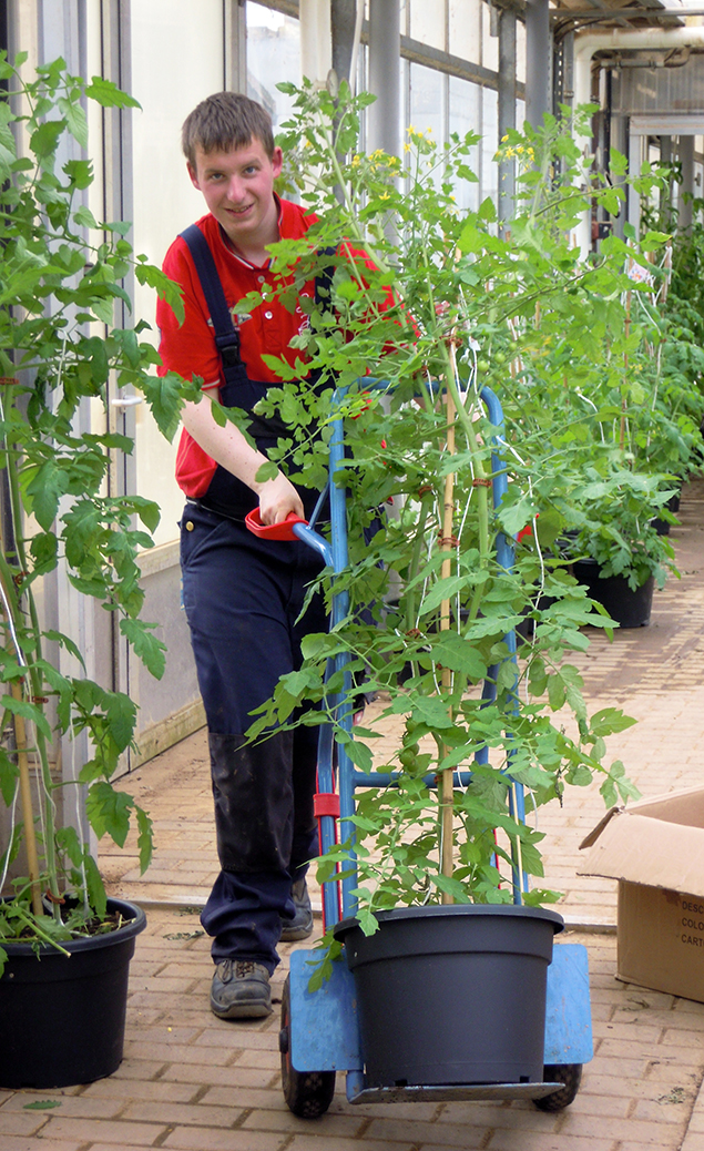 Nicht übel: Tomaten im Kübel